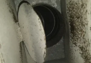 black mold in air duct