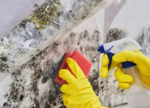 Close-up of mold growing on a damp surface