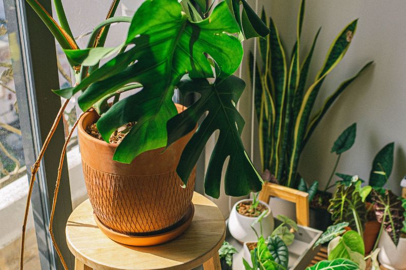 house plants can help reduce indoor allergens when paired with other methods